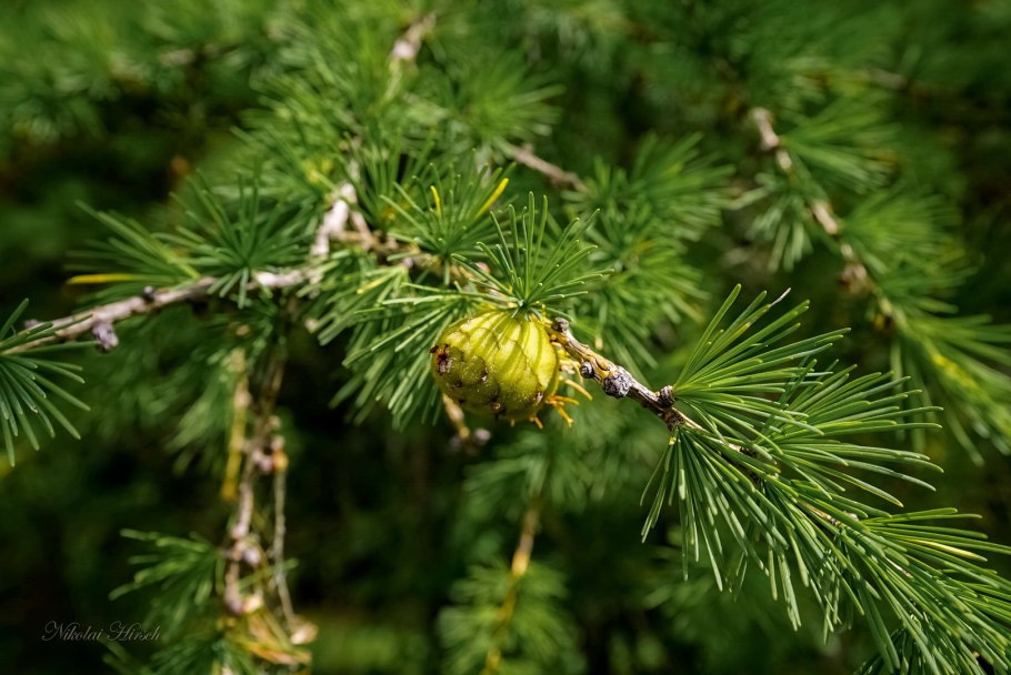 Культуры лиственницы