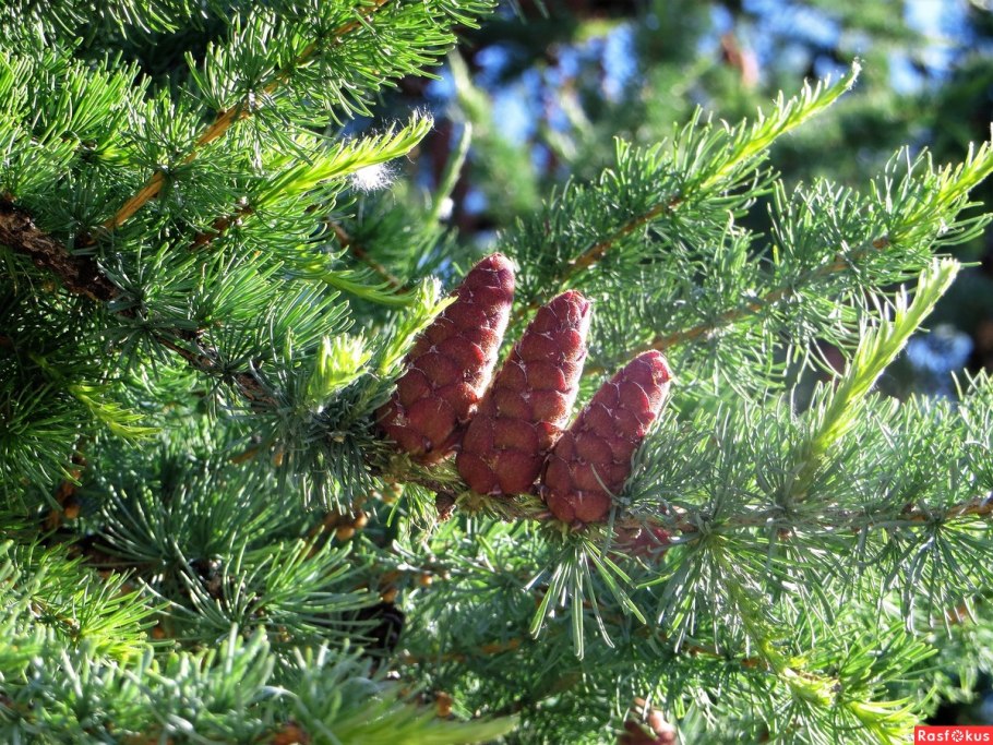 Лиственница европейская Плантариум