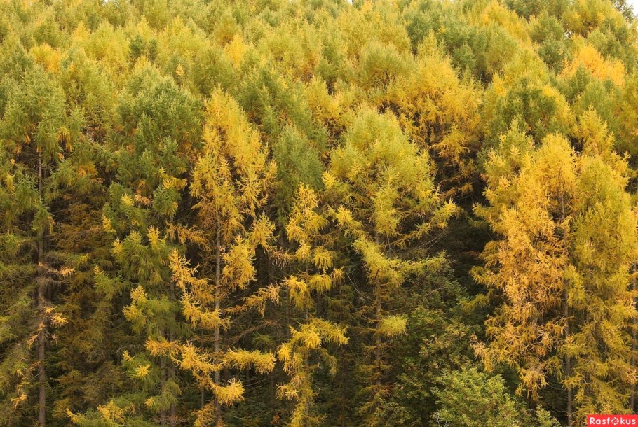 Лиственница Чекановская