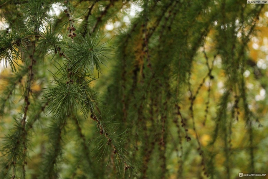 Лиственница Чекановского