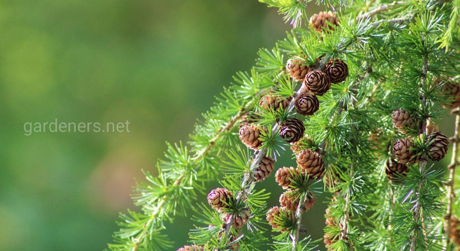 Лиственницы в Белорецком районе