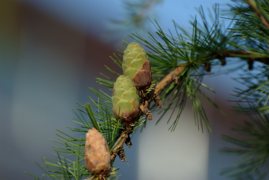 Шишка лиственницы крашенный