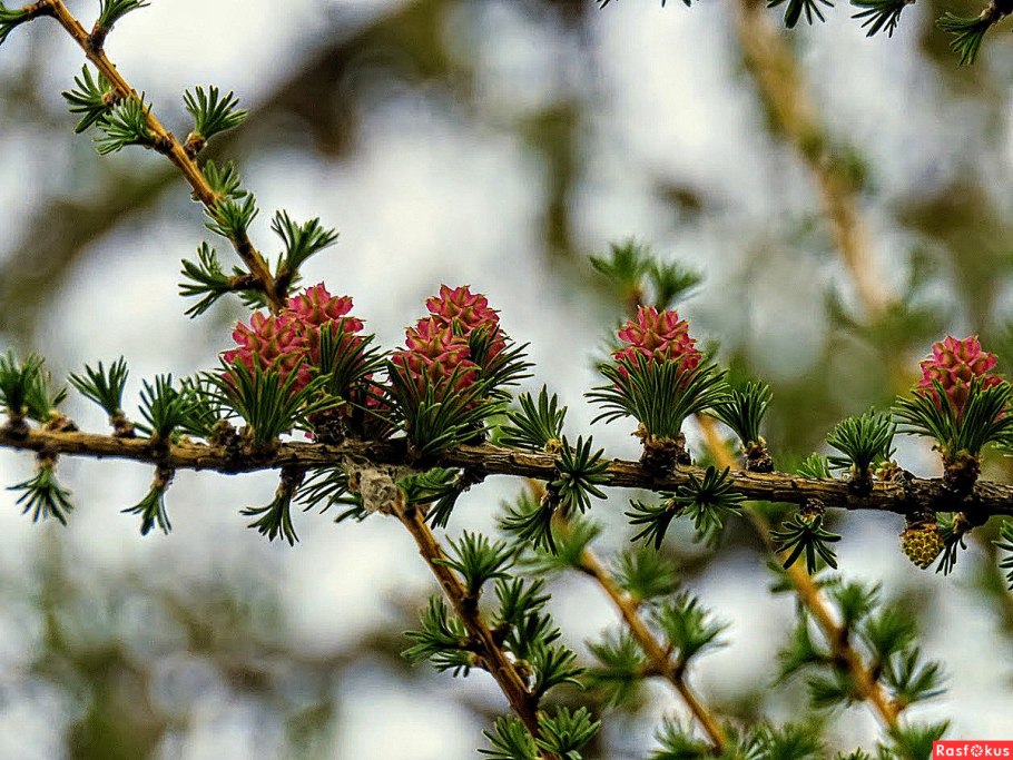 Розовые шишечки на лиственнице фото