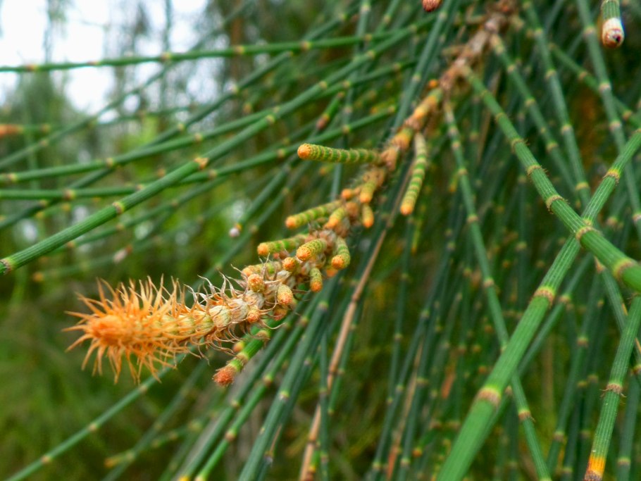 Лиственница Чекановского