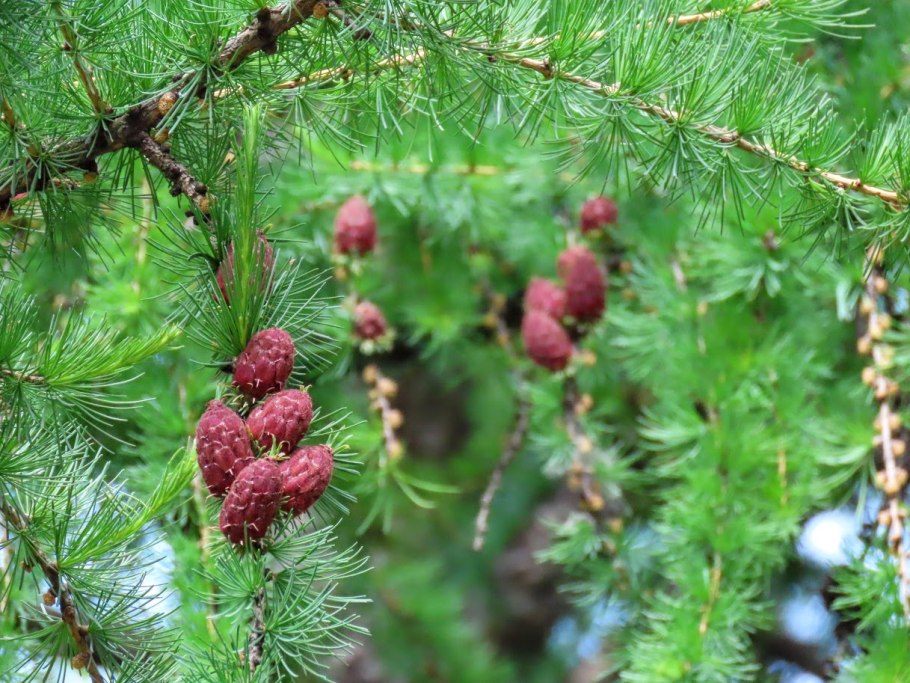 Микростробилы лиственницы сибирской