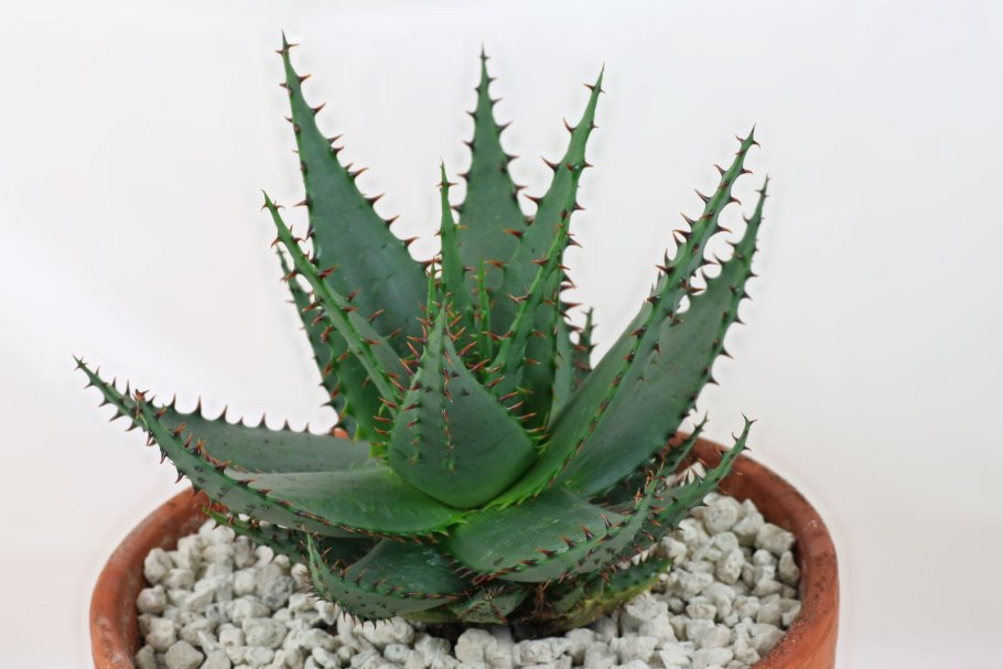 Алоэ Сюзанны Мадагаскар