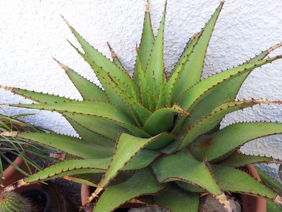 Алоэ Вера крупнолистный