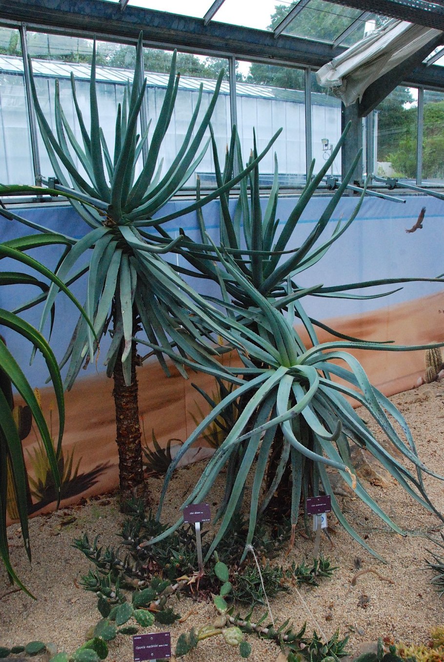 Алоэ булавоцветковое