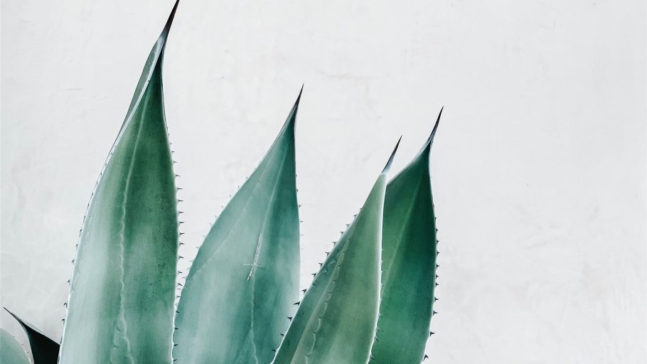 Алоэ Вера цветок столетник