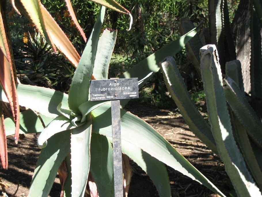 Алоэ Дескуана