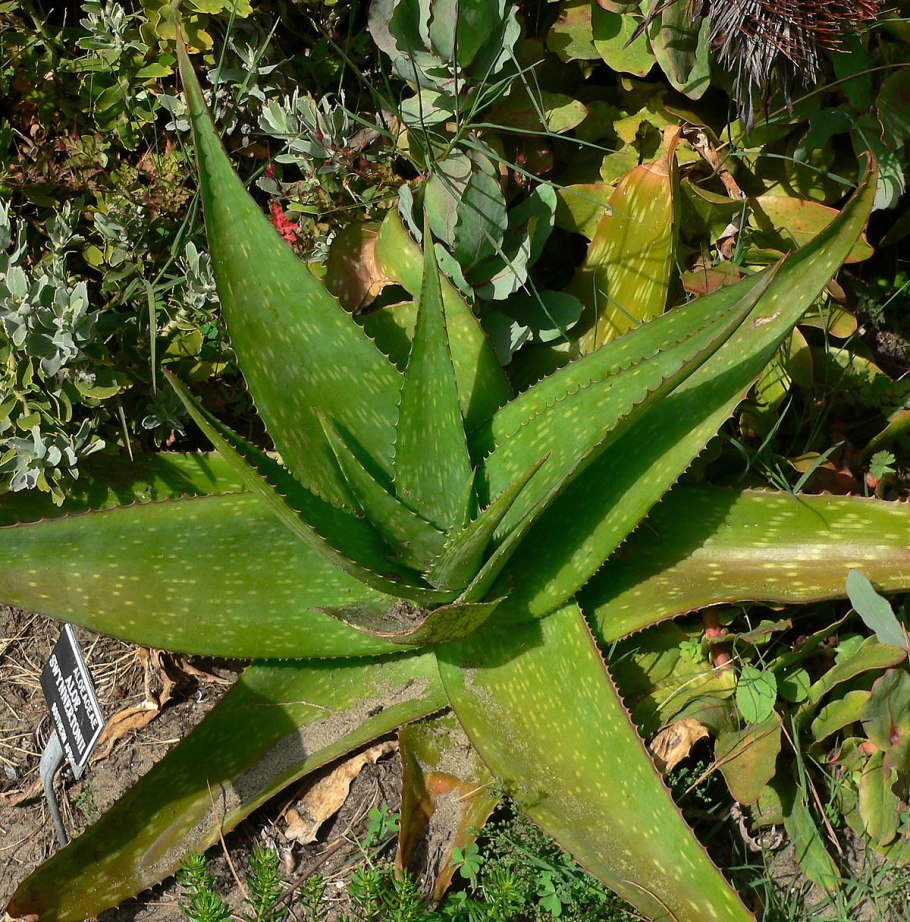 Aloe broomii