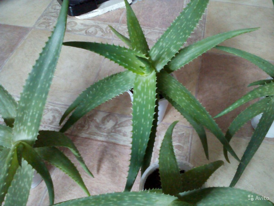 Алоэ шершаволистное