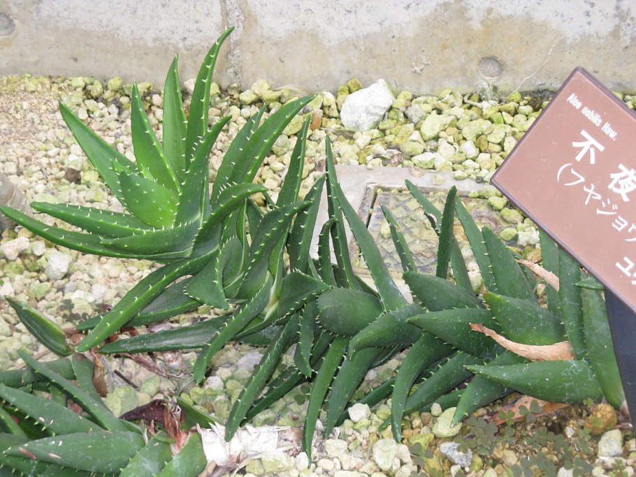 Aloe Socotrina)