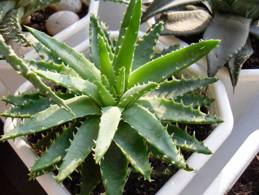 Алоэ в природе фото