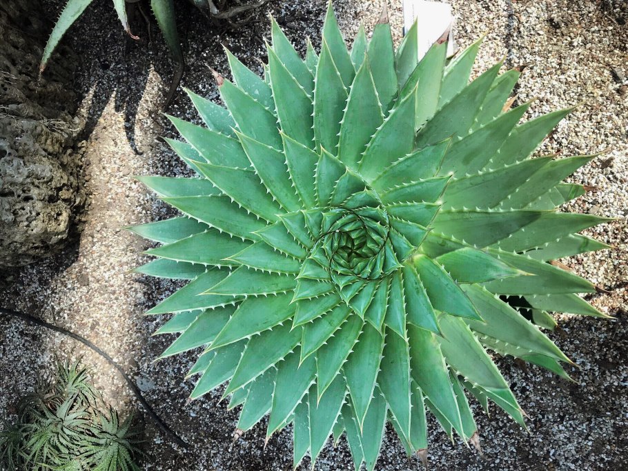 Суккулент алоэ Вера