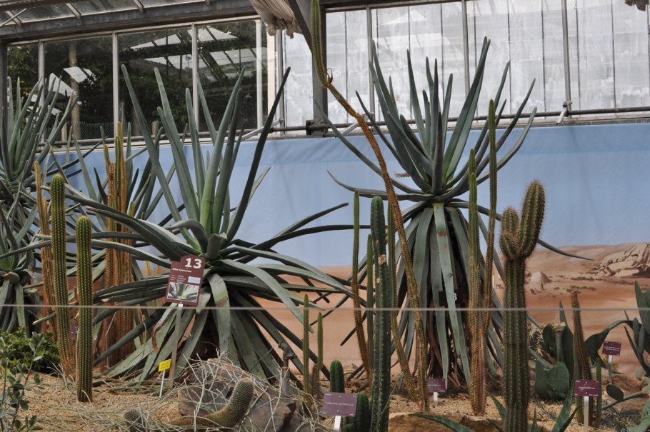 Aloe nyeriensis Christian