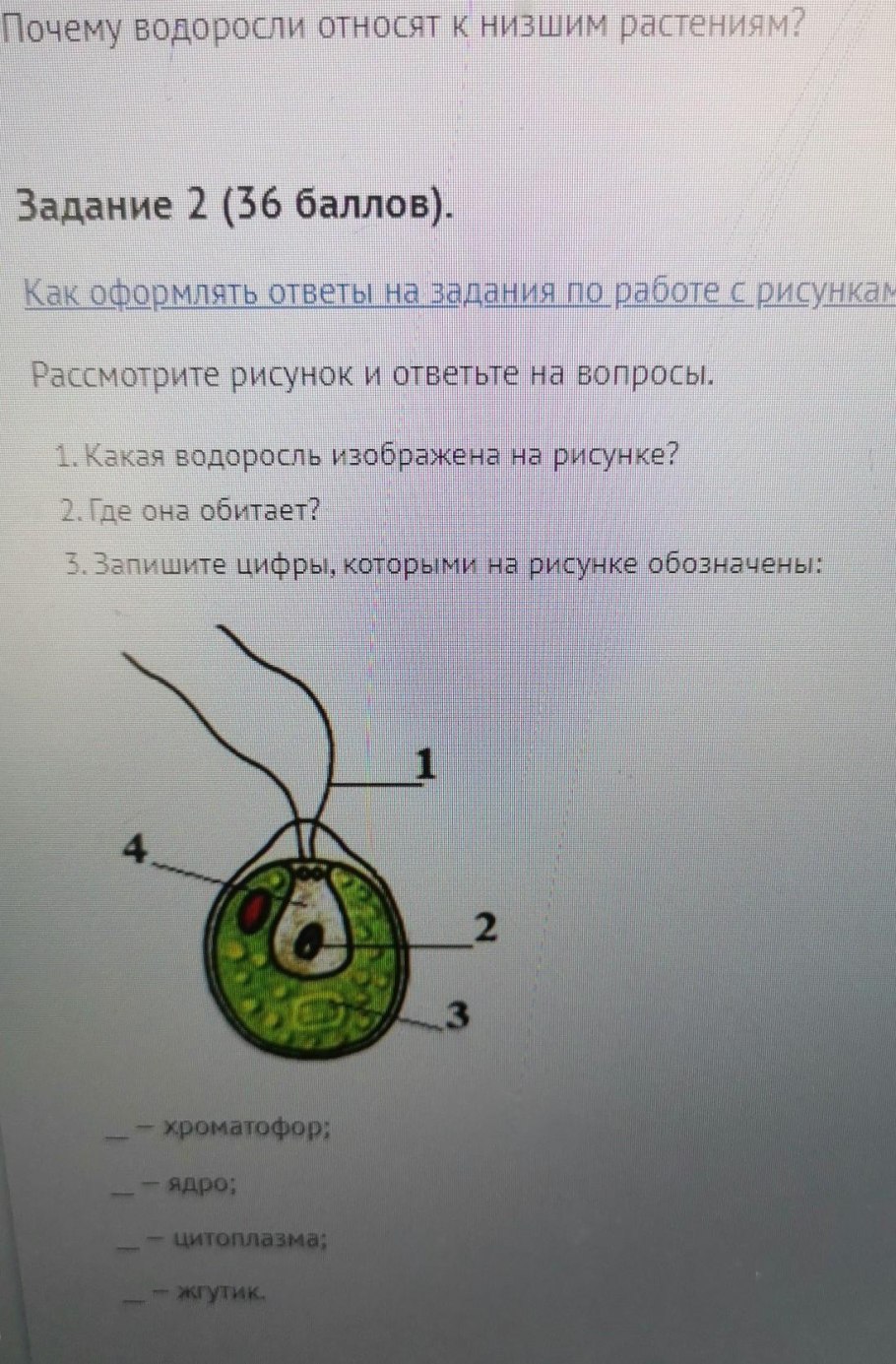 Водоросли одна длинная