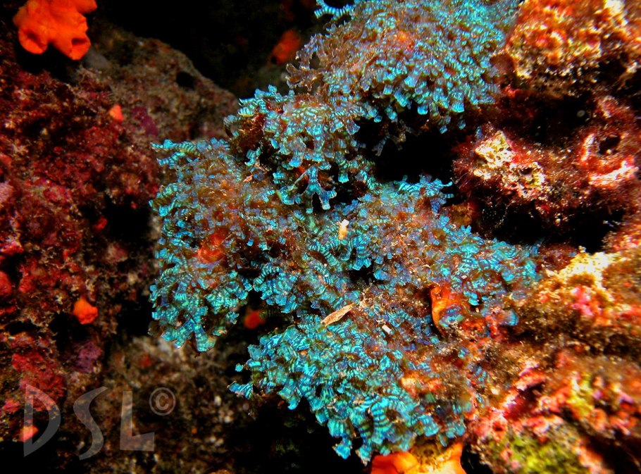 Коралл морской