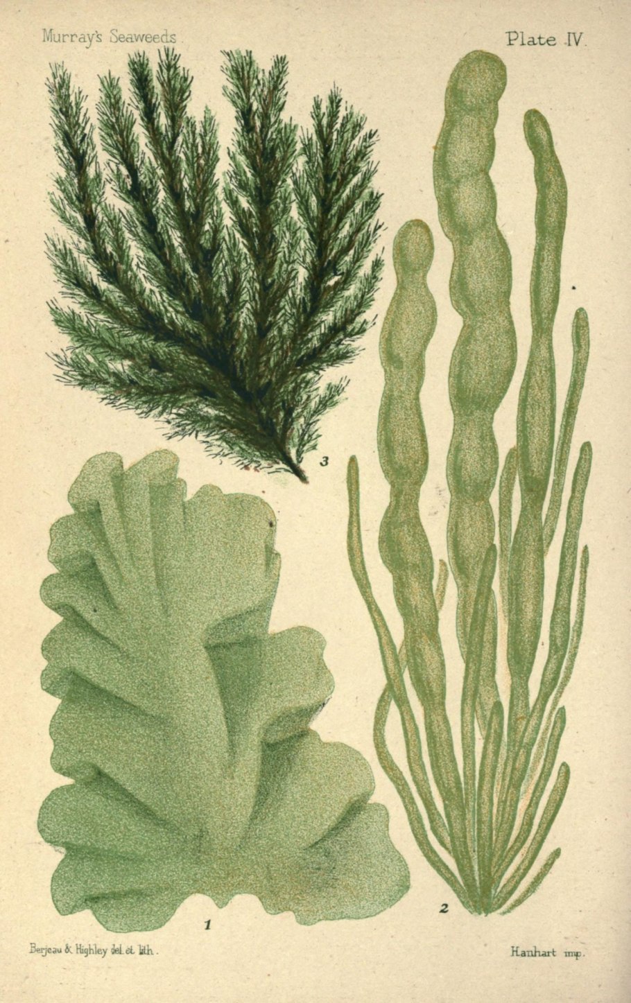 Водоросли ботаническая иллюстрация