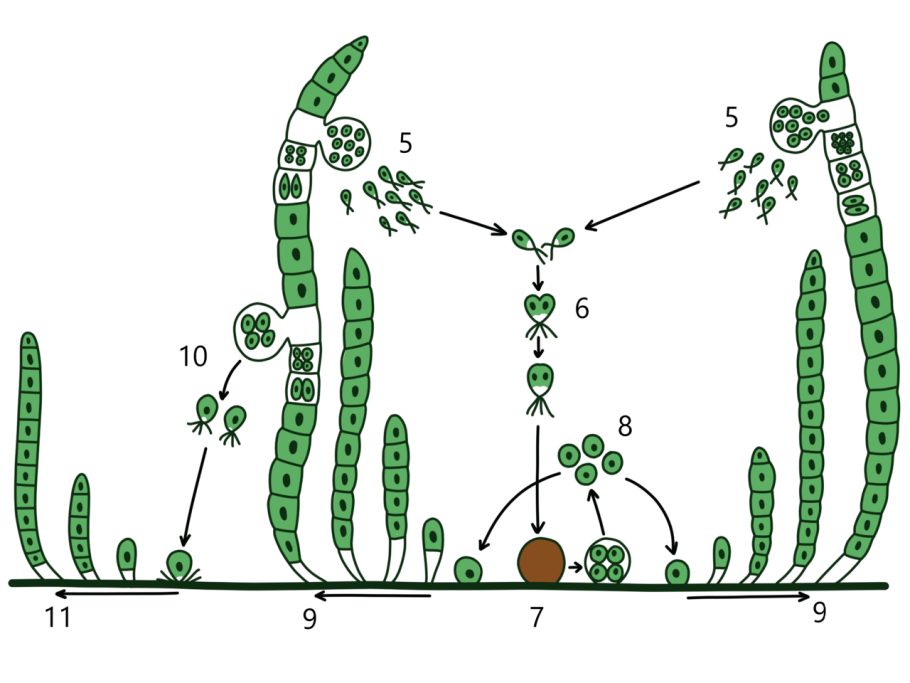 Схема размножения улотрикса