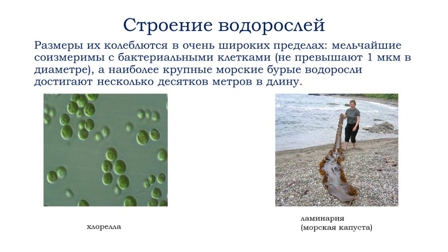 Водоросли зелёные красные бурые водоросли