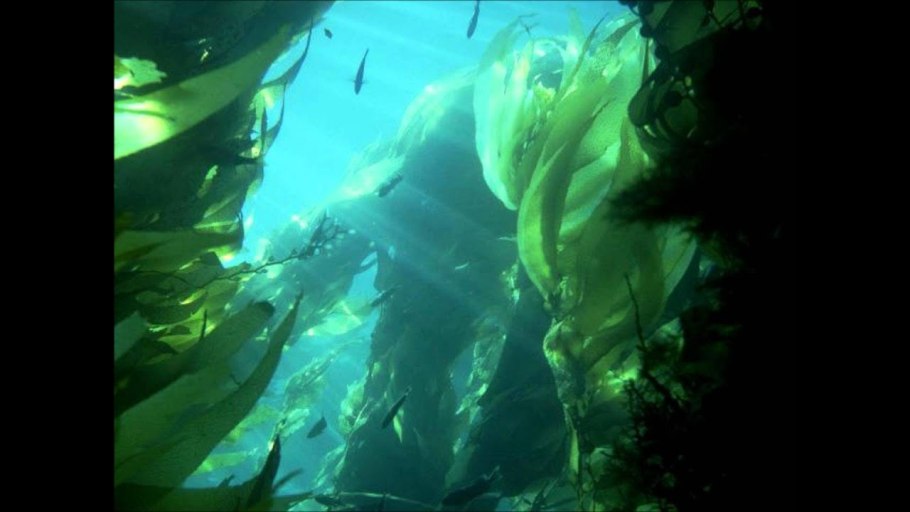 Зеленые водоросли Chlorophyta