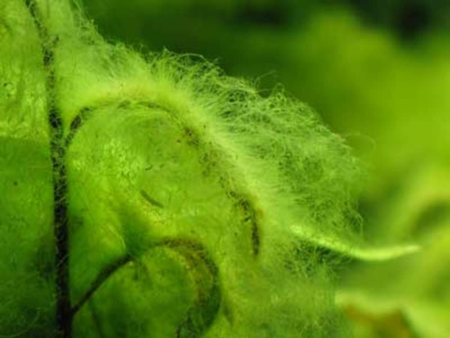 Бурые водоросли диктиота