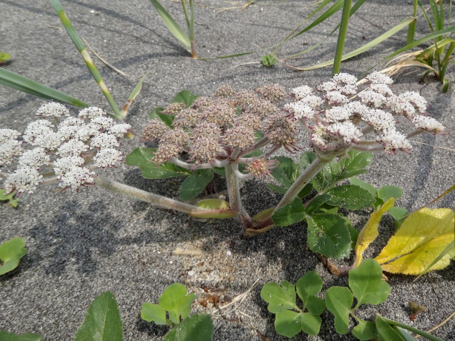 Гления Прибрежная