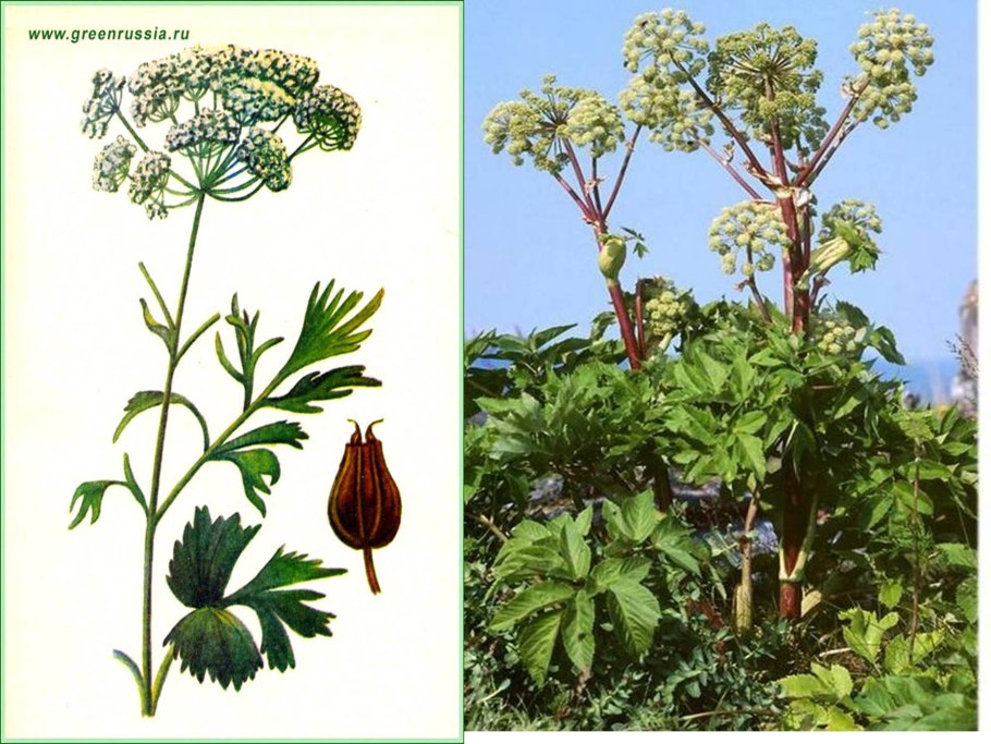 Адриана Чечик Gabriella Paltrova