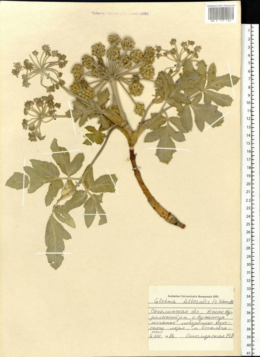 Гления Приморская