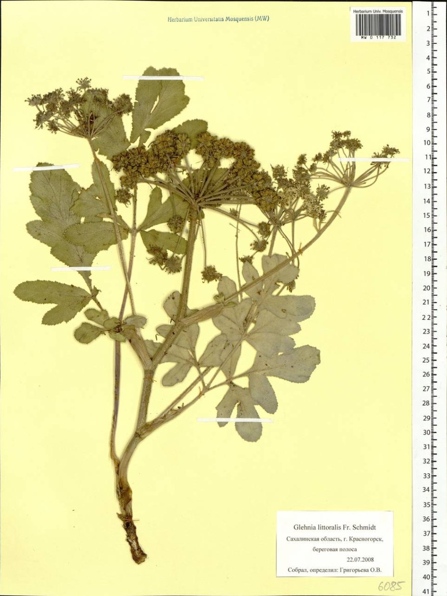 Гления - Петр Петрович Глен (российский ботаник)