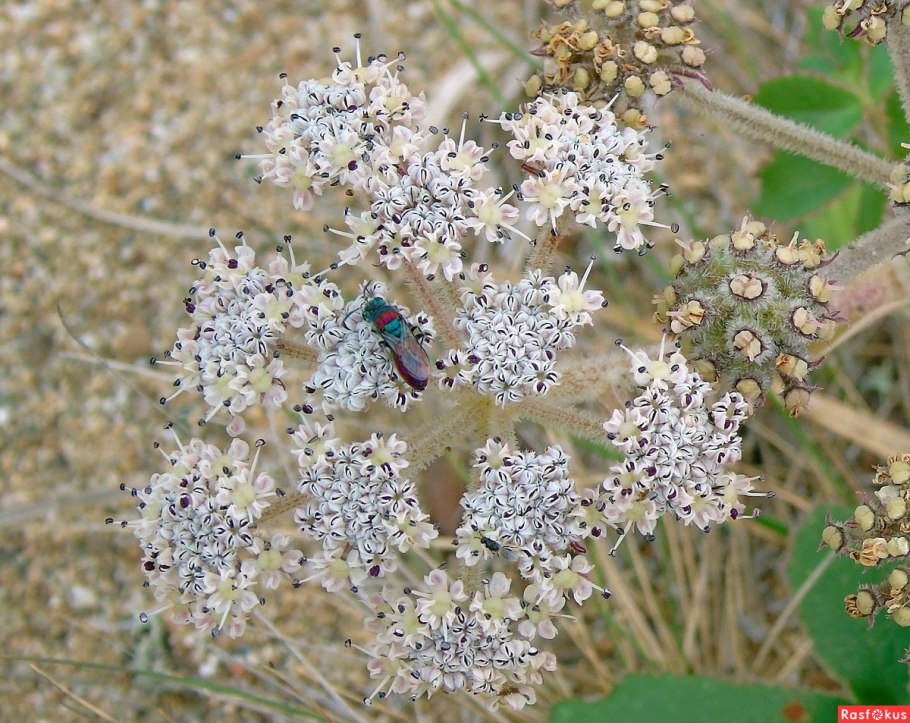 Гления Приморская