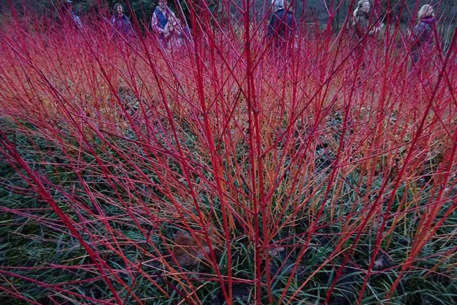 Люстра Freya Esme fr1005pl-05g