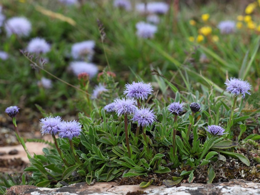 Лимонник похож на щавель