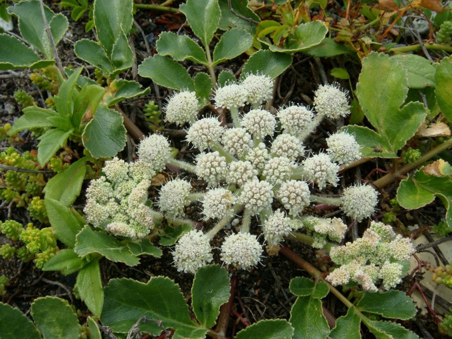 Гления Приморская