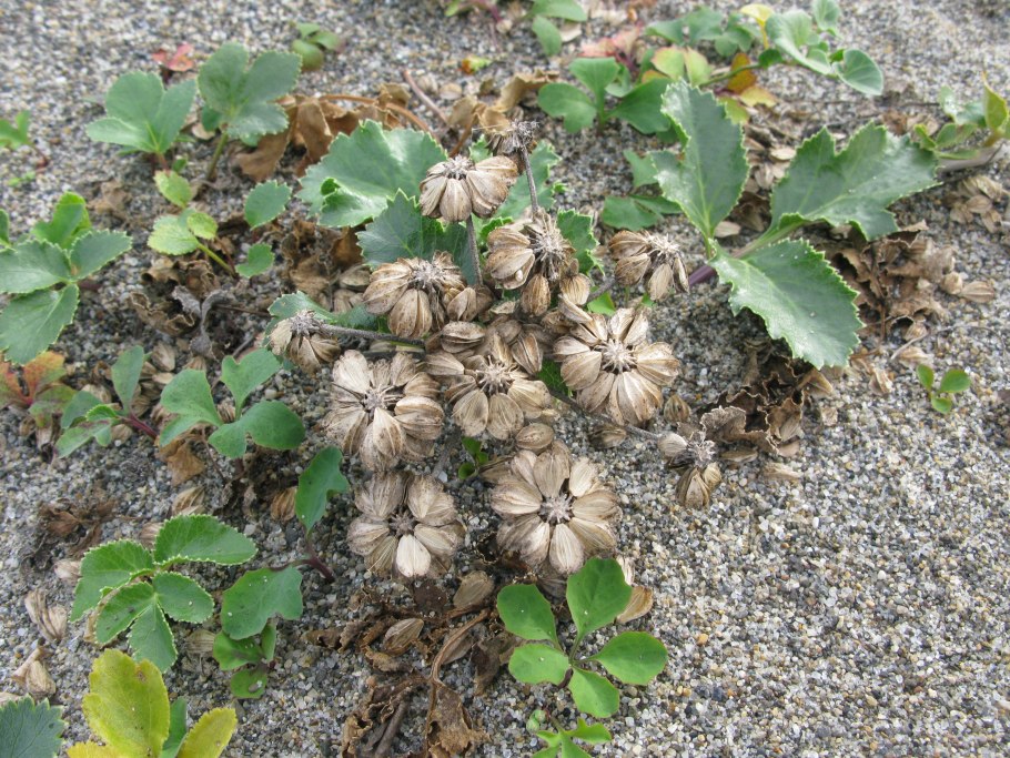 Атрактилодес яйцевидный рисунок