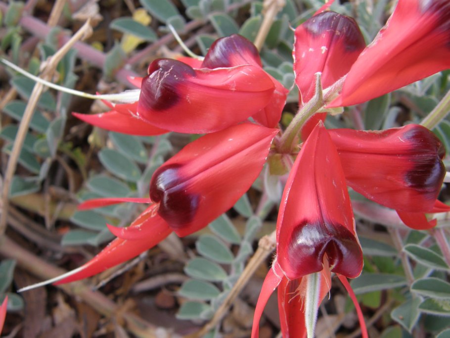 Swainsona Formosa