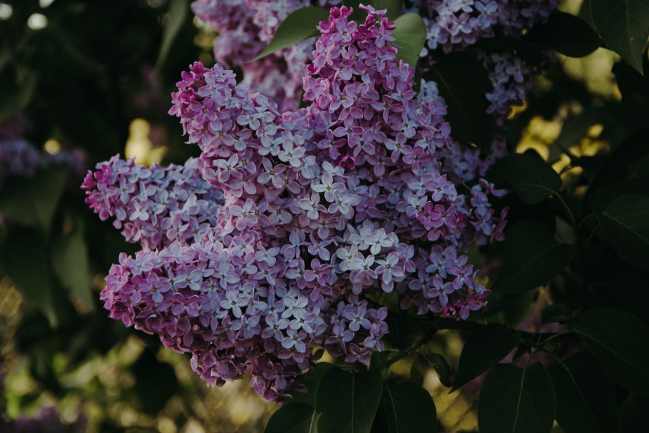 Syringa wolfii