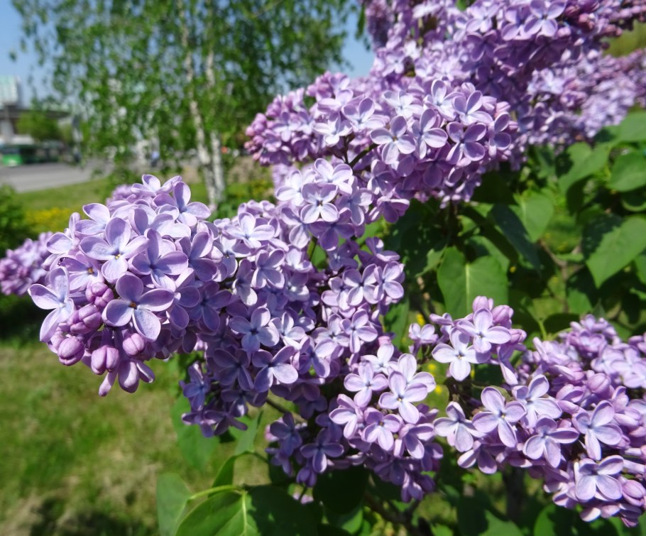 Сирень Вольфа куст