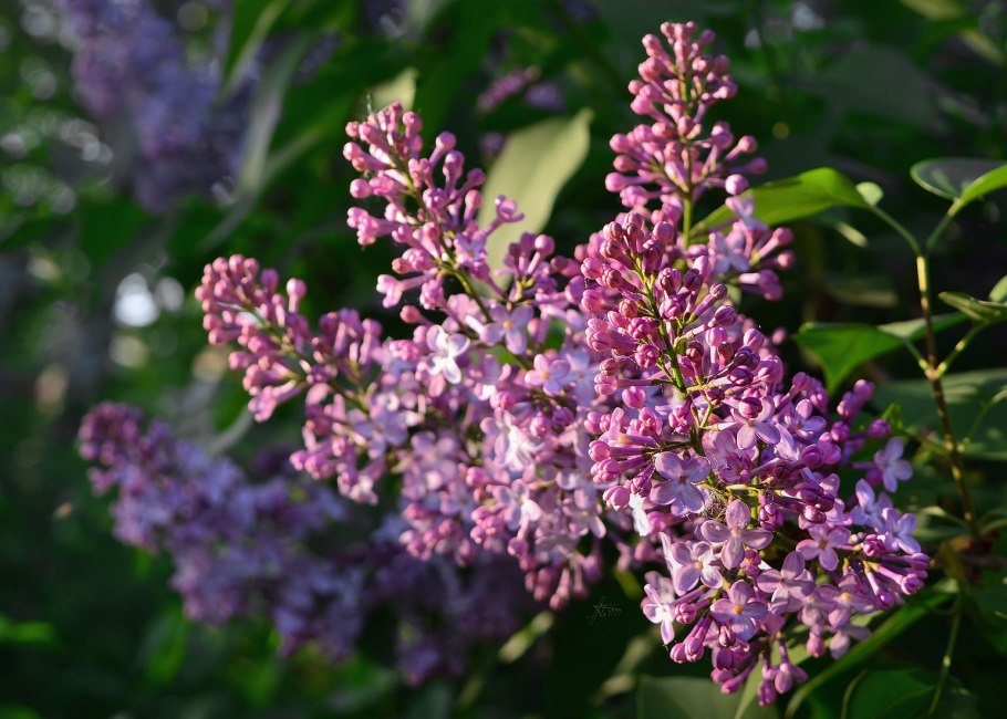 Сирень Вольфа Syringa wolfii