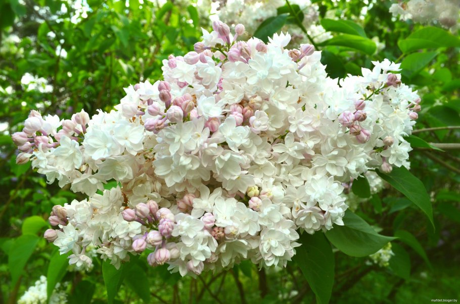 Сирень Вольфа Syringa wolfii