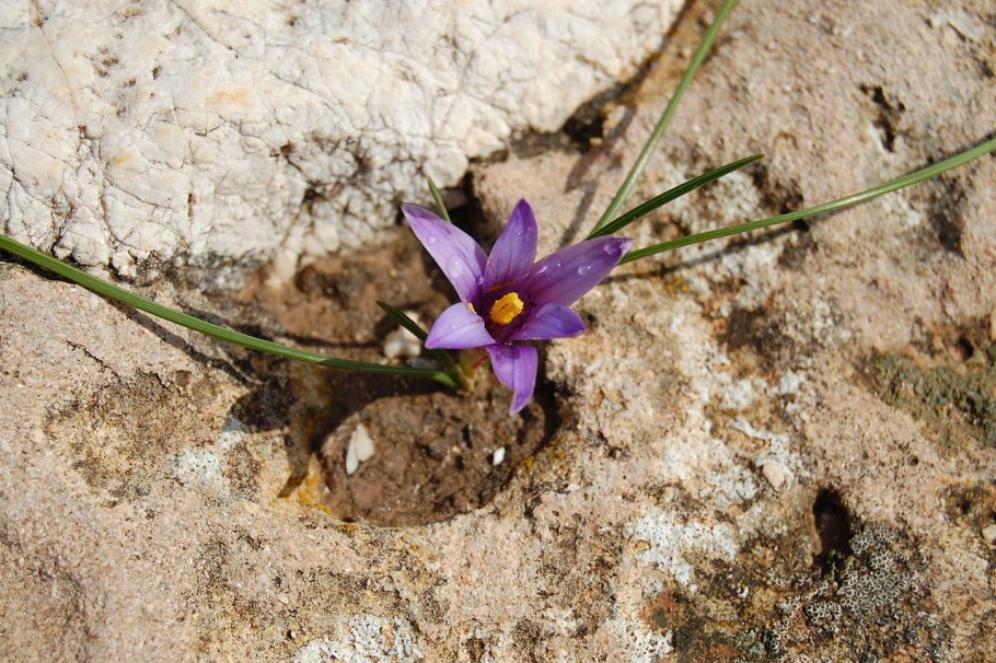 Romulea monadelpha
