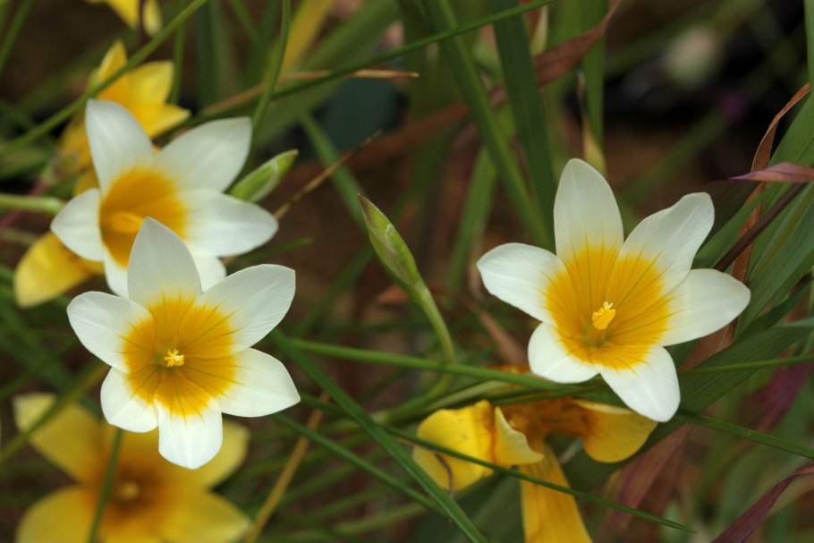 Ромулея цветок