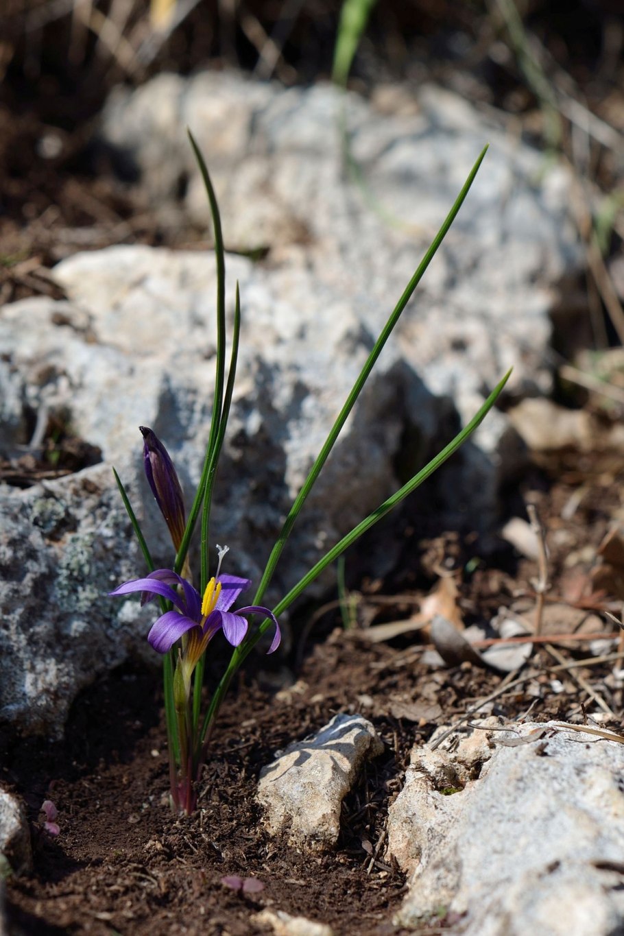 Ромулея цветок
