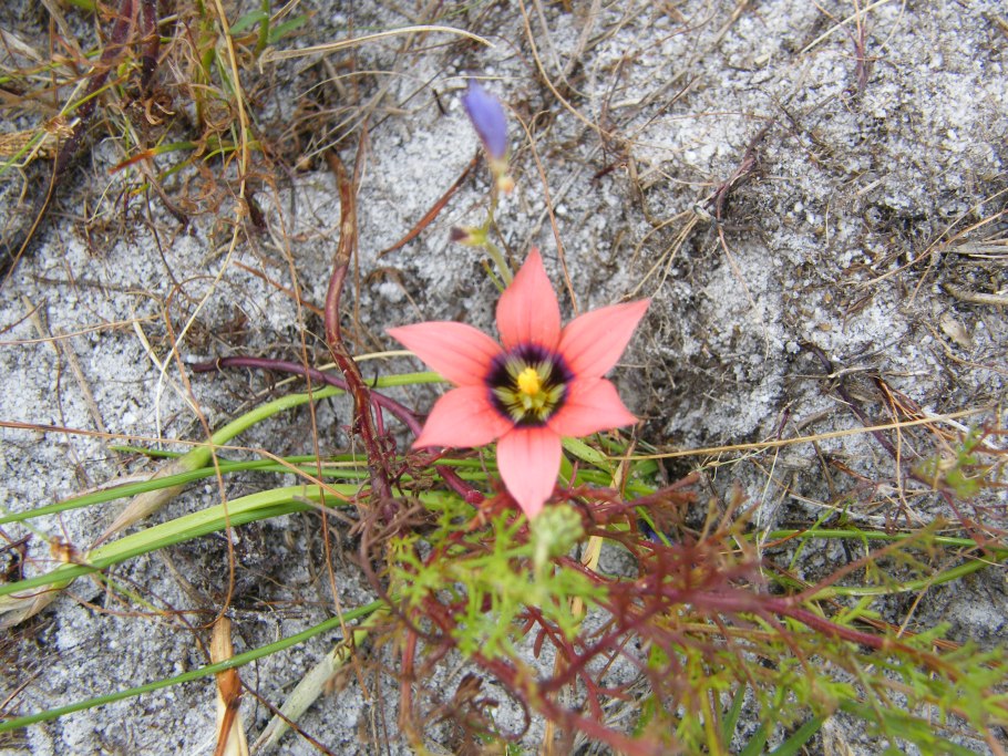 Брандушка белая