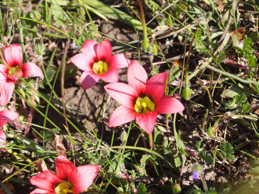 Romulea syringodeoflora