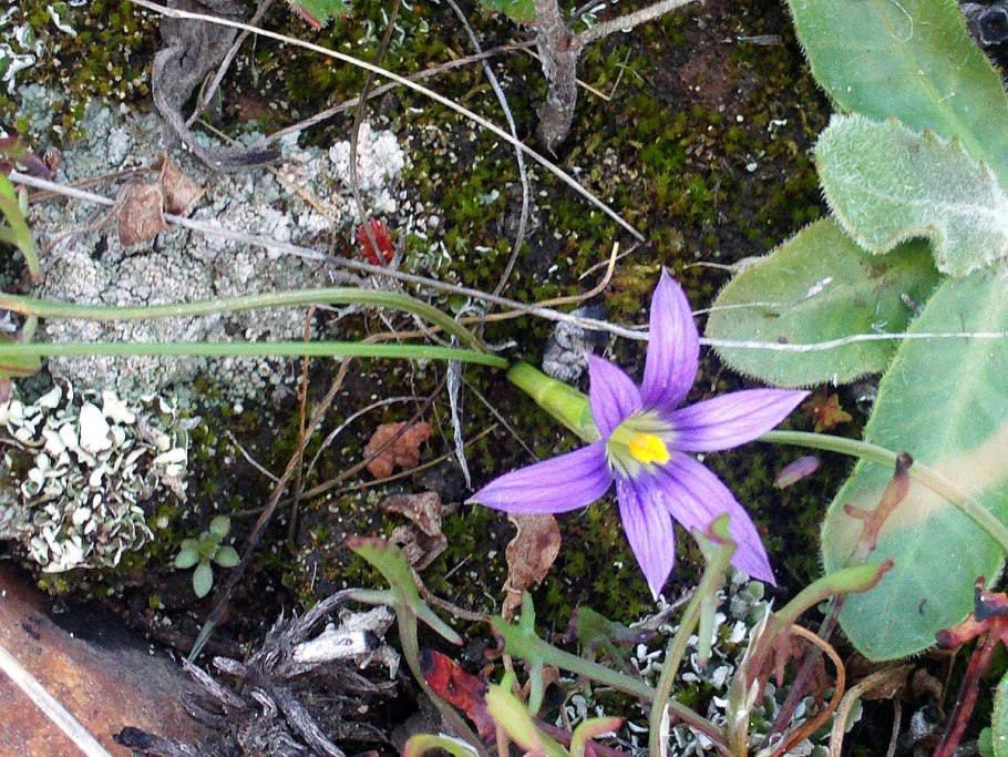 Romulea syringodeoflora