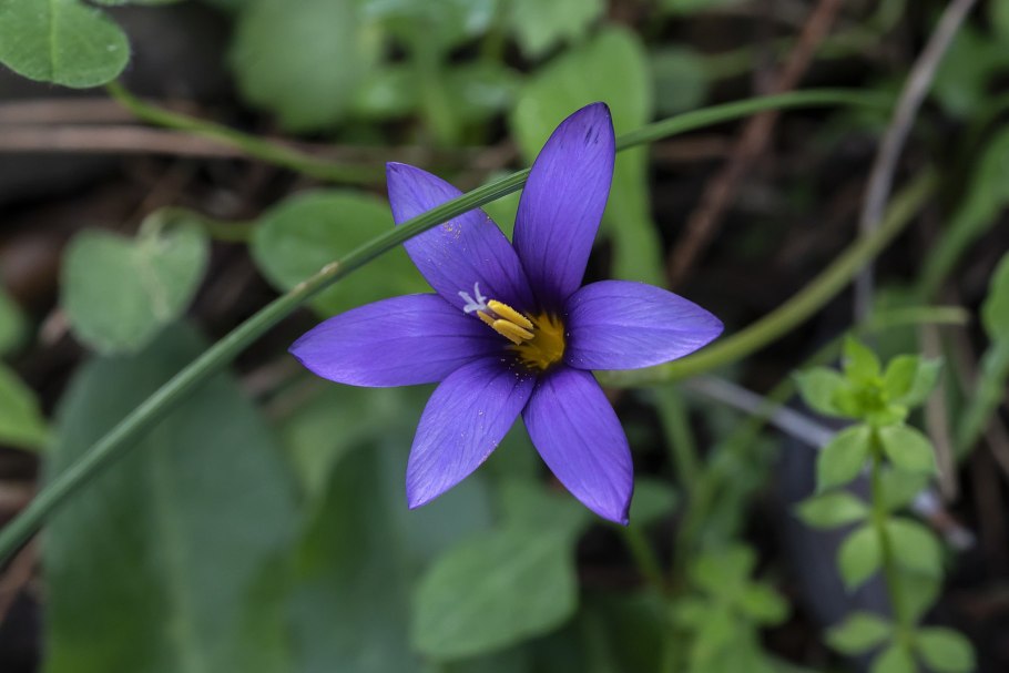 Ромулея цветок