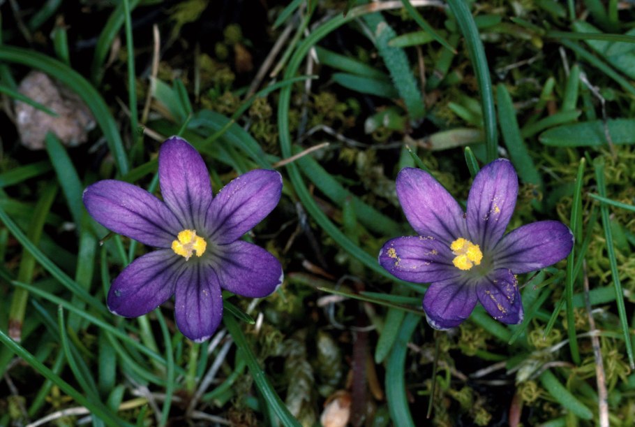 Нарисовать Бульбокодиум