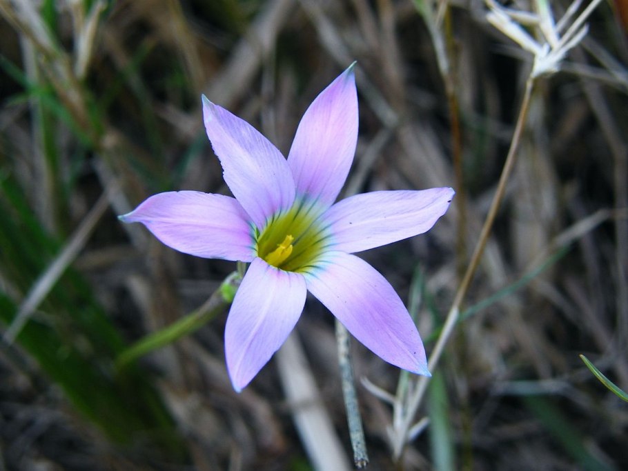 Брандушка первоцвет